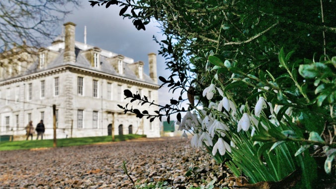 A clump of snowdrops in the foreground with a stone mansion behind